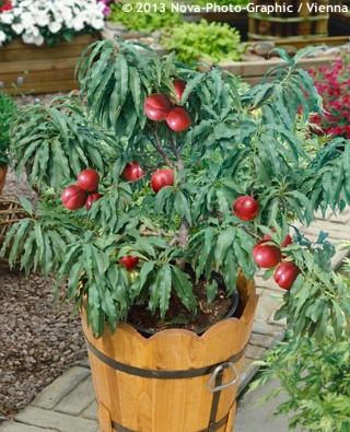 nectarine